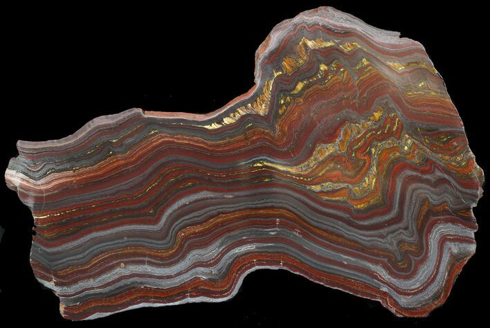 Polished Tiger Iron Stromatolite - ( Billion Years) #46801